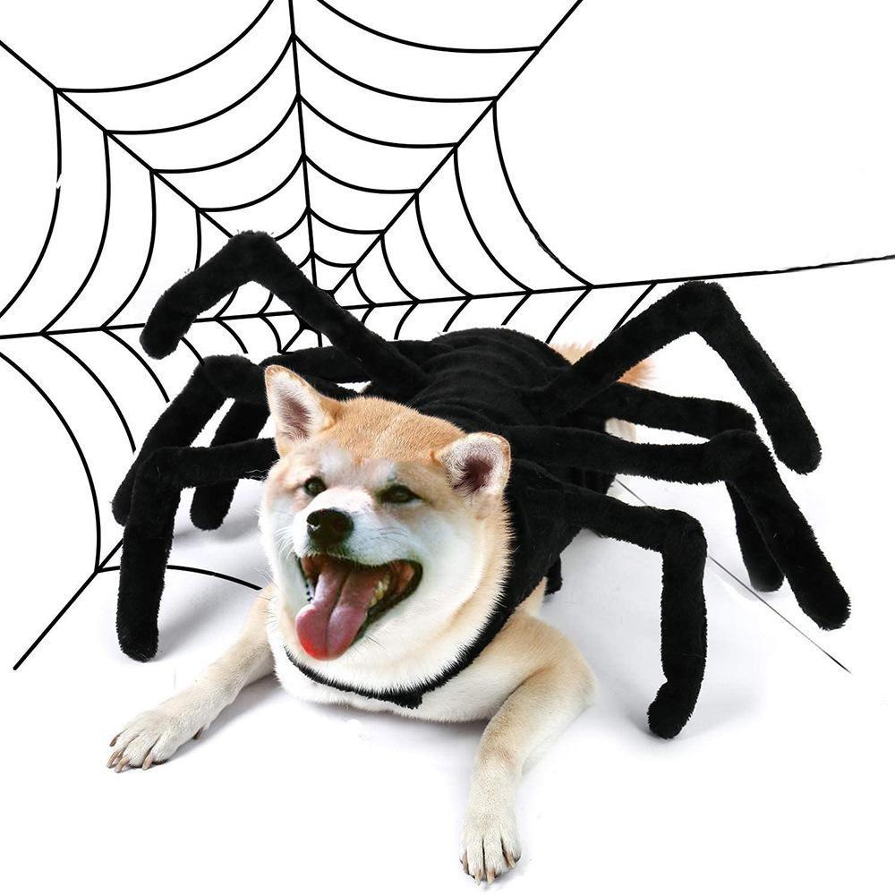 Cat And Dog Spider Costume