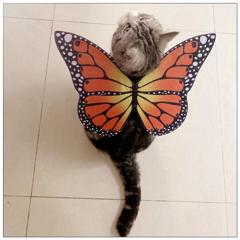 Cute Butterfly Pet Costume