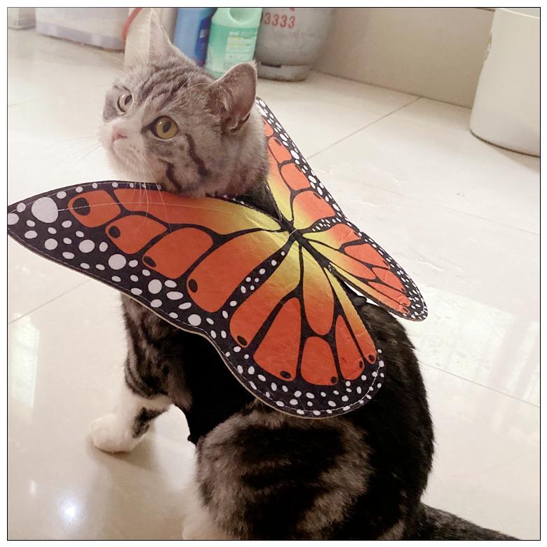 Cute Butterfly Pet Costume