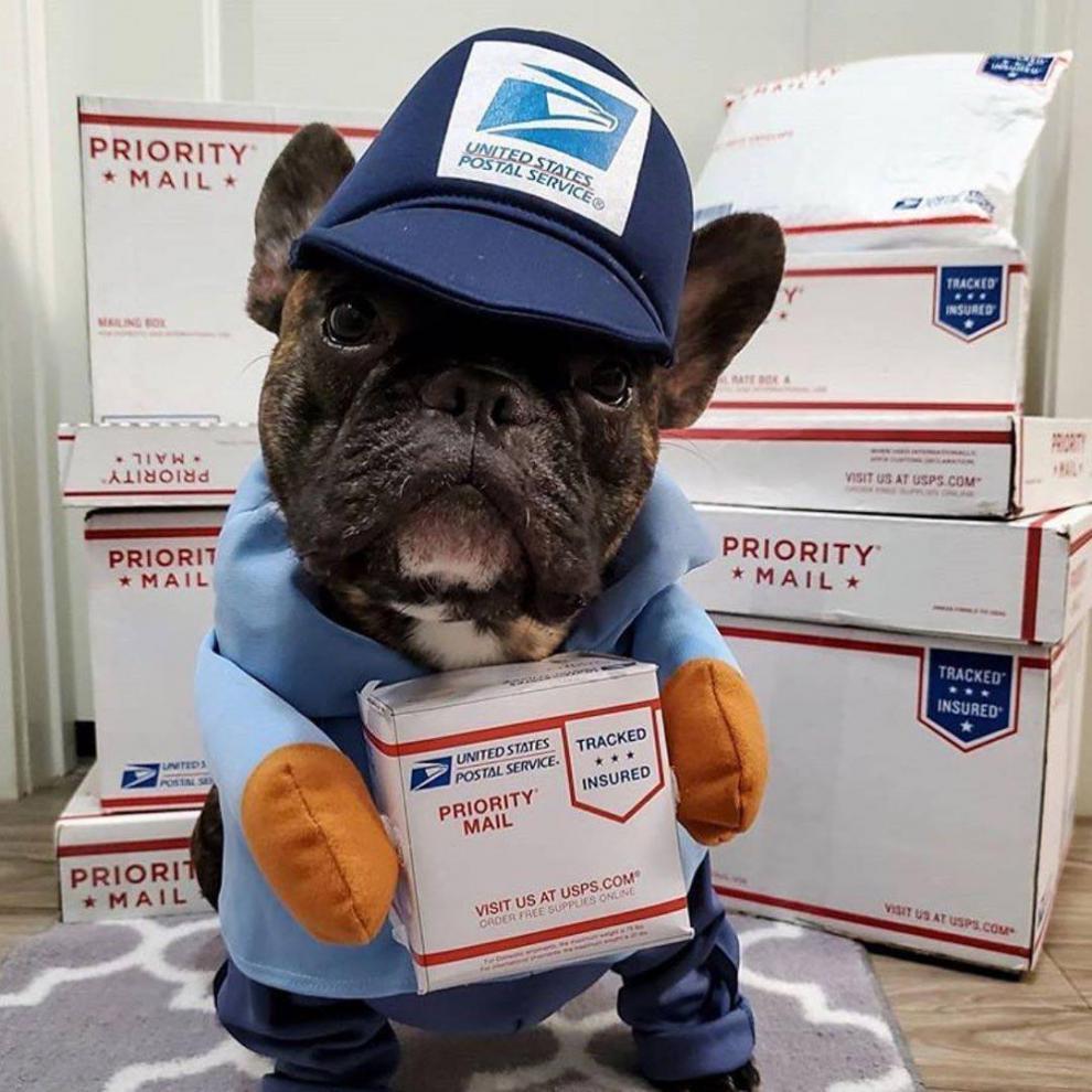 Cute Delivery Guy Pet Costume