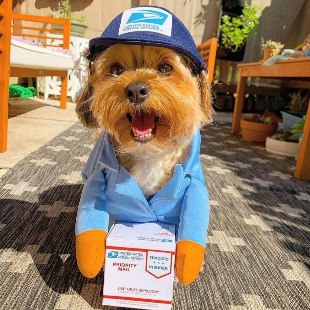 Cute Delivery Guy Pet Costume
